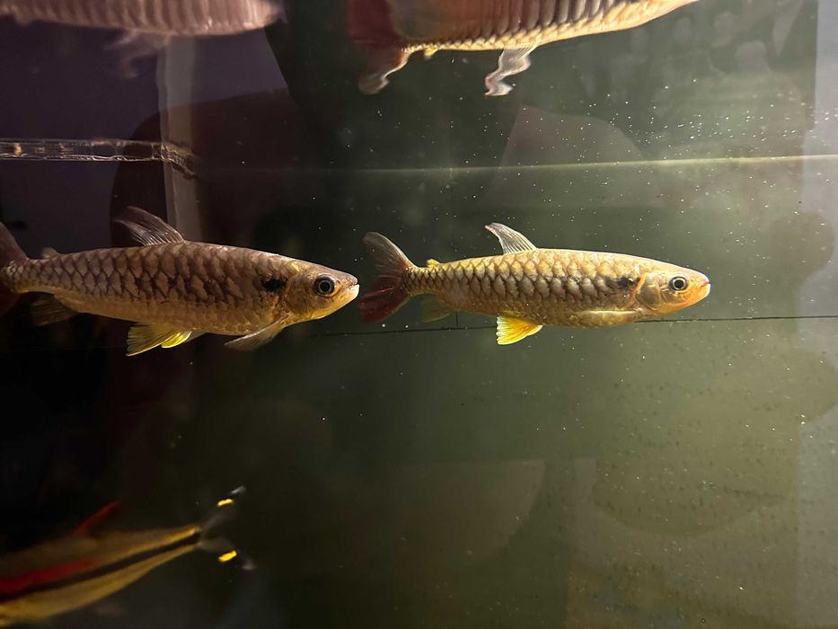 аквариумные рыбы