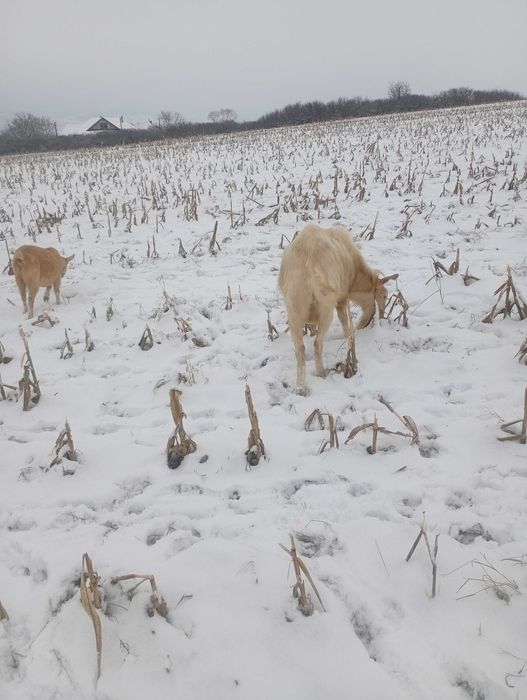 Schimb  sau  vand capre cu oi