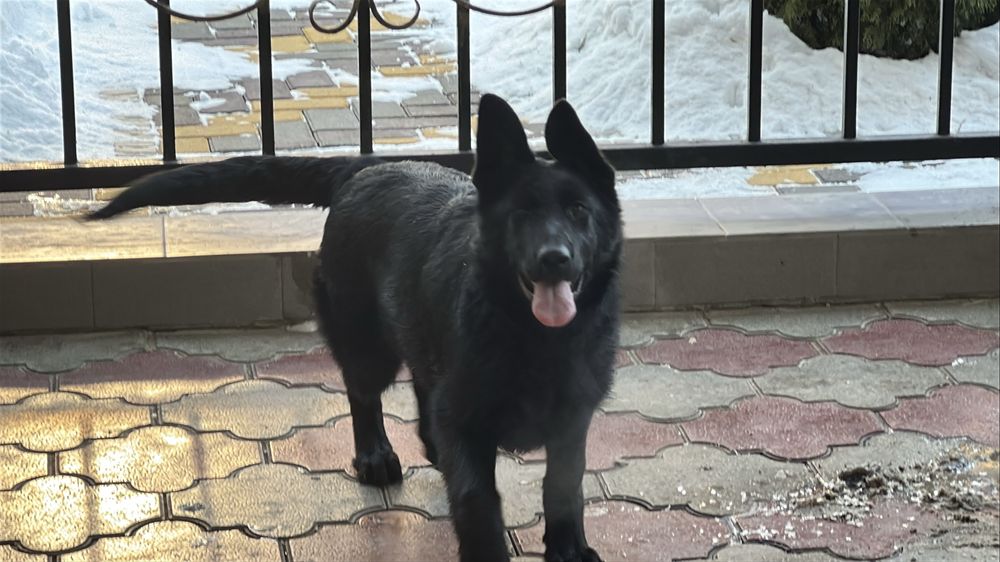 Чёрная немецкая овчарка