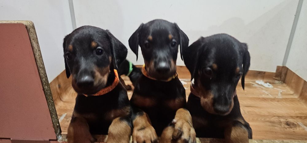 ПРОМОЦИЯ.    малки кучета  доберман