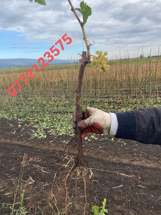 Butași vita de vie hibrid