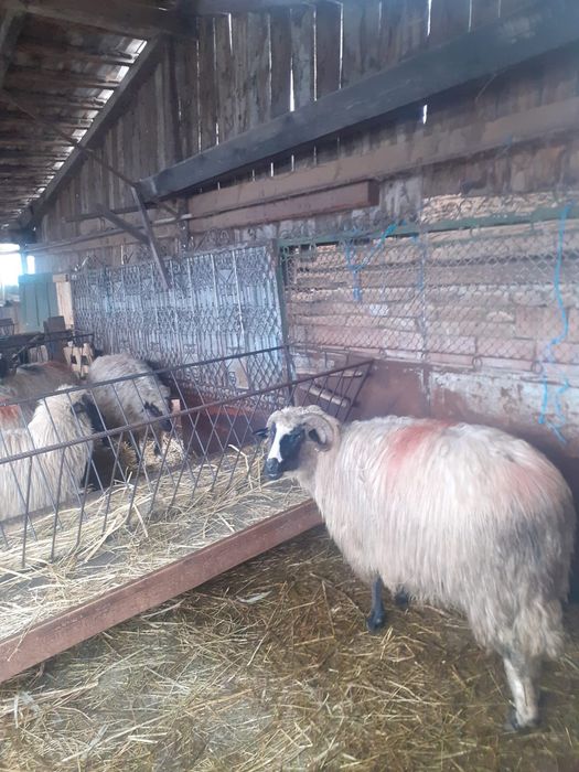 Vând 9 oi bretele și bucalai