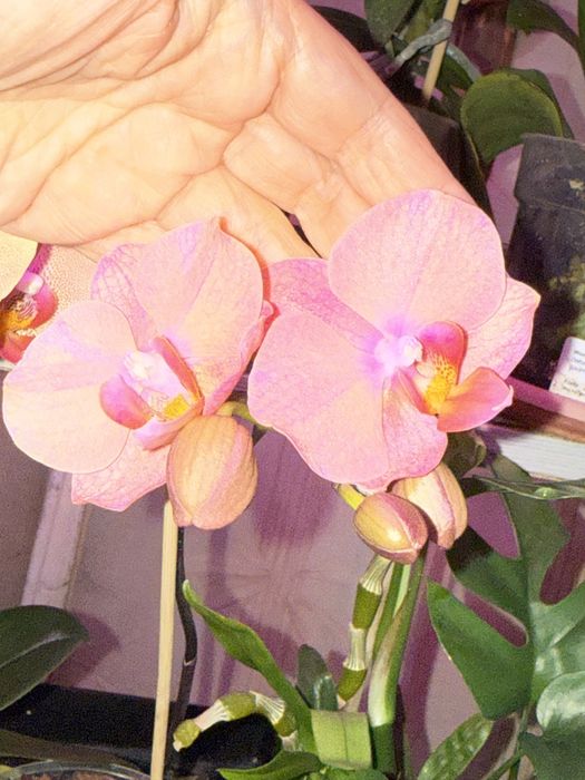 Продаю орхидеи, цветы комнатные