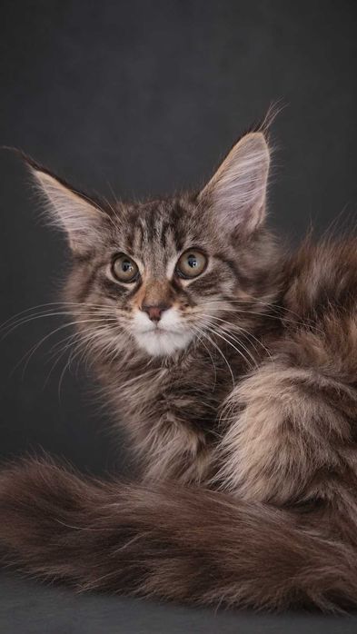 ATHENA – Maine Coon femelă f22, pedigree | www.lynxrunecode.com