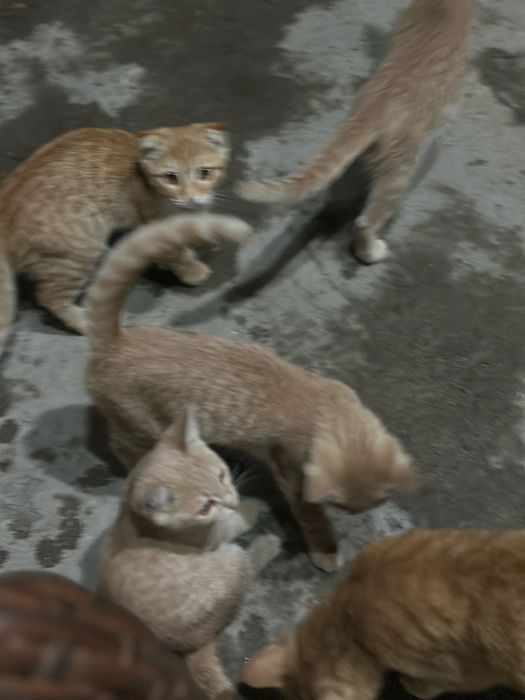 mehribon uy mushuklari qizbola hammasi