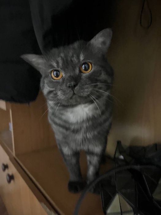 Отдадим кота в хорошие руки