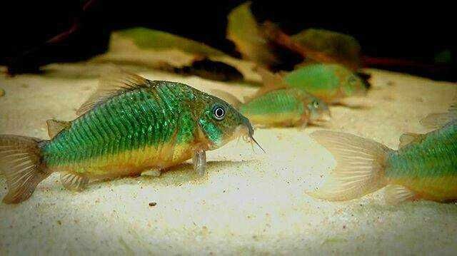 Чистельшик дна Коридорас изумрудный или зелёный сомик