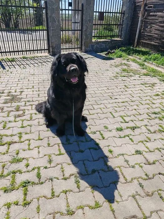 Plimb câini de orice talie,orice temperament