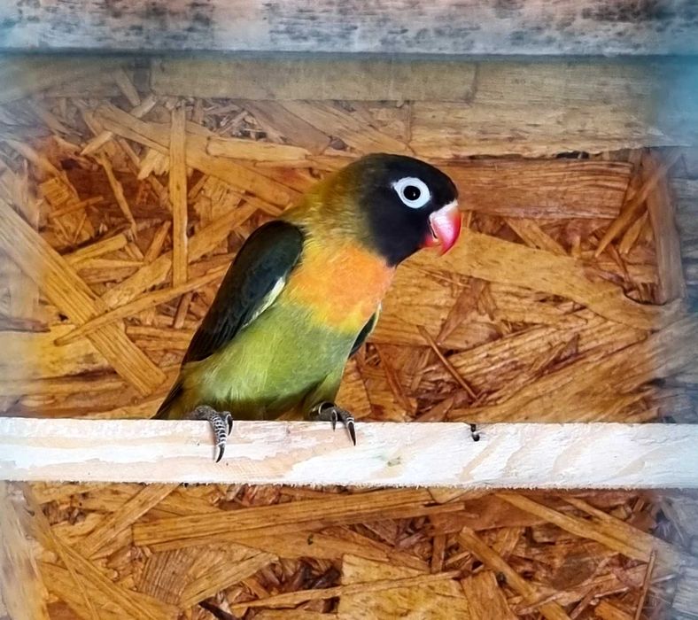 Porumbei misrlii papagali perusi nimfe agarponis turturele razatoare