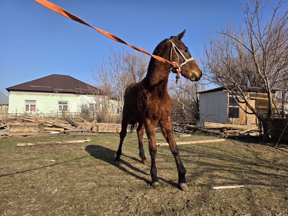 Жабагы ургашы...