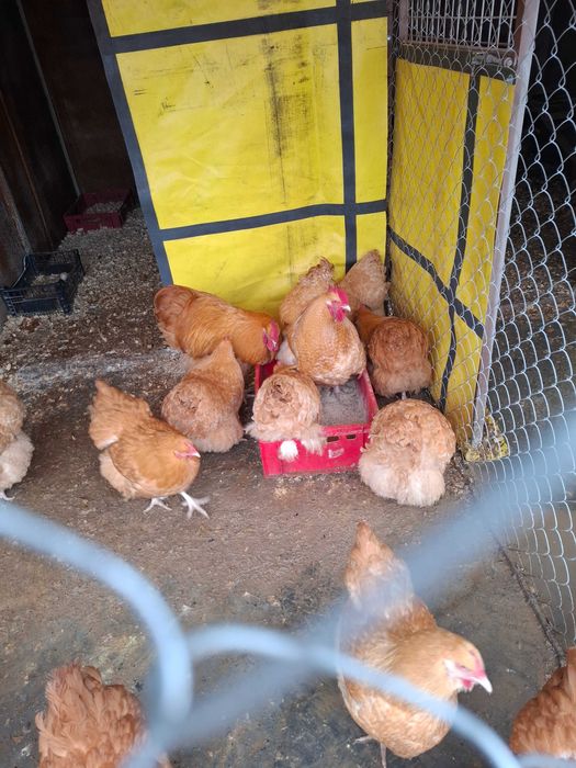 Разплодни яица от брама кохен и орпигтон