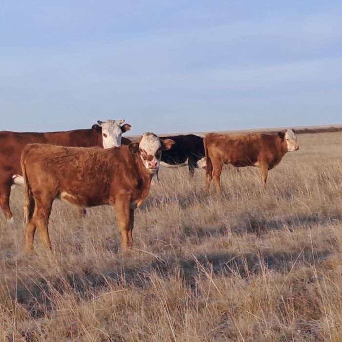 Продам подсосных телок