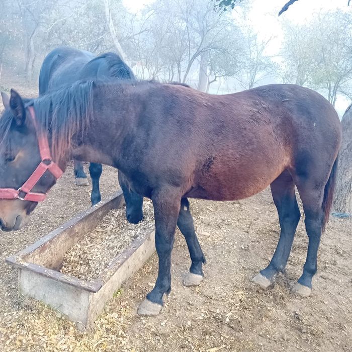 Vând mânză de 3 ani