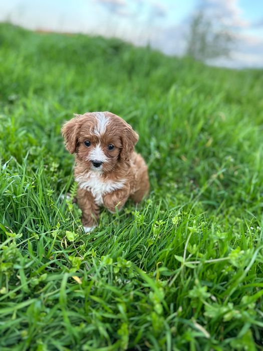 Кавапу/Той Пудел