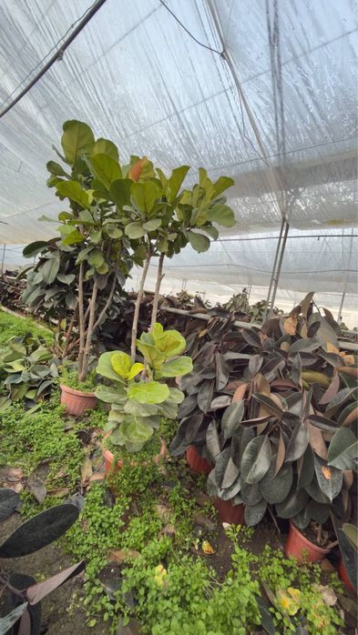 Fikus Kala Malochay Aloe Gullari sotiladi