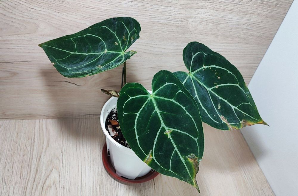 Антуриум кристаллинум гибрид