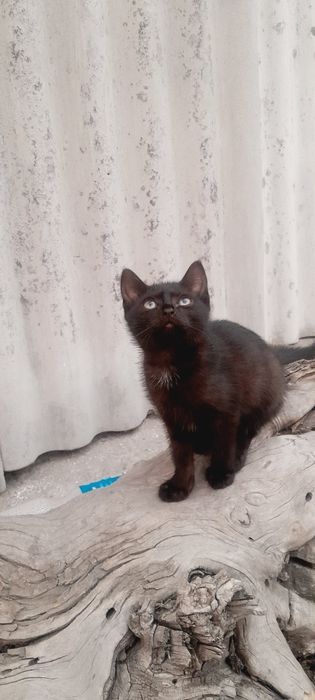 Отдам котёнка девочку в добрые руки