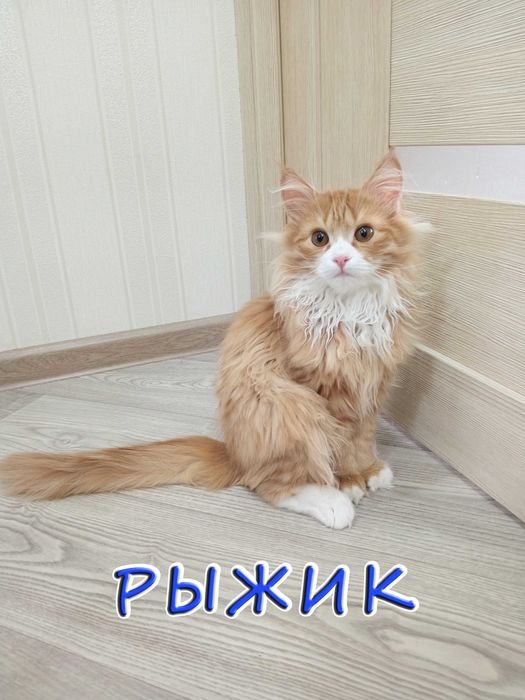 Отдам котенка - солнечный мальчик