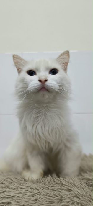 Кошка турецкая ангора в добрые руки