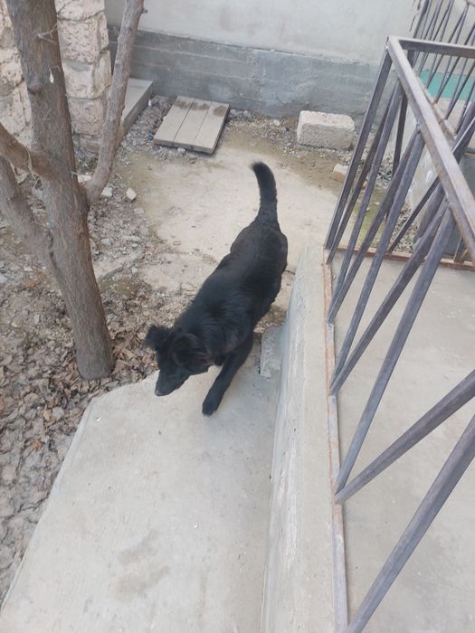 Белгийский овчарка