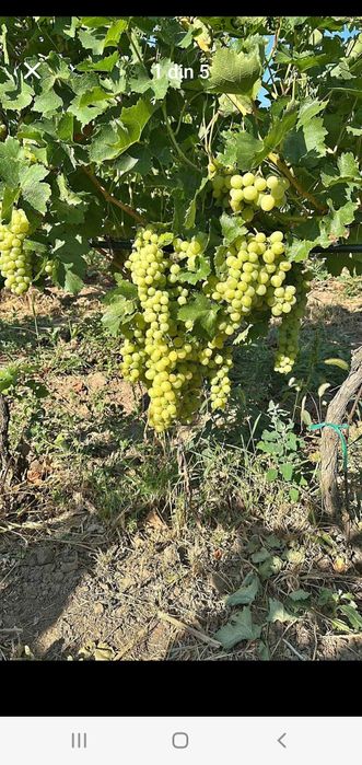 Vând struguri de vin