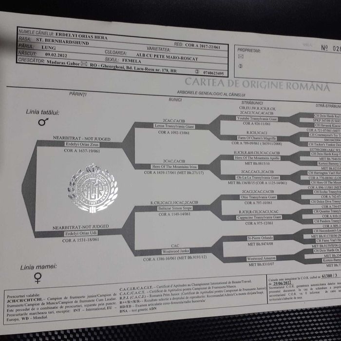 Femelă Saint Bernard caută o familie.