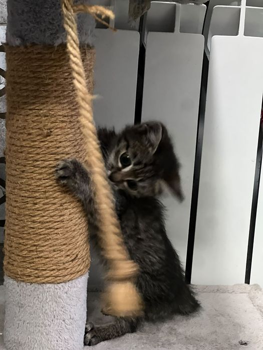 Отдам котенка в добрые руки