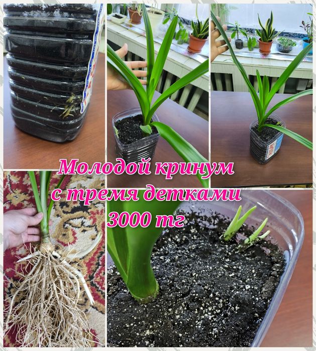 Филодендроны, гименокаллис и др.