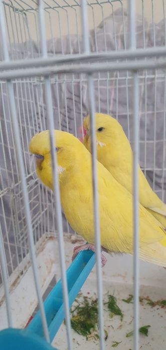 Papugay tayyor para