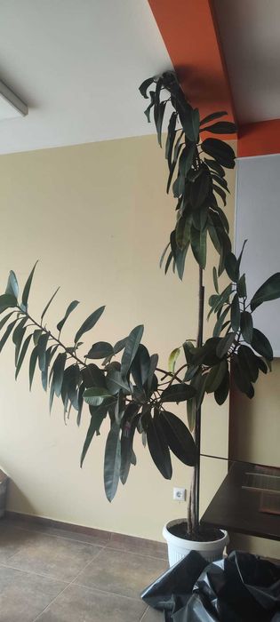 фикус 320 см. варна