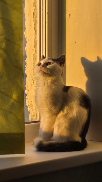 Отдам кошку в добрые руки.