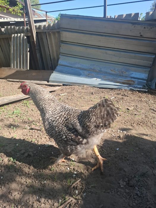 Продам Петухов...