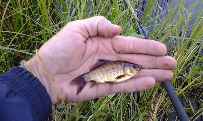 Малёк  живец плотва карась. Майкудук.Круглосуточно.