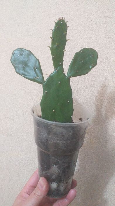 Продам опунцию кактус .