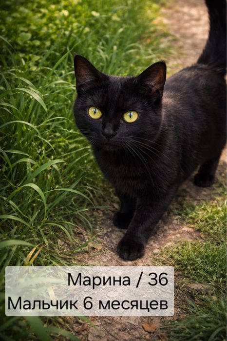Отдам в добрые руки котят и кошек.