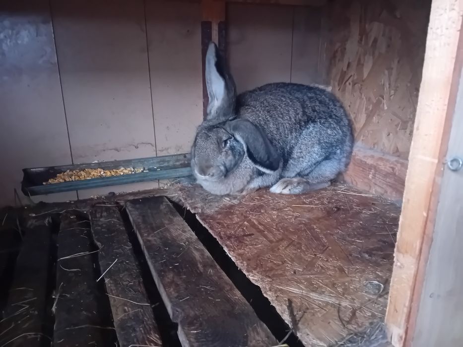 Vând cușca pt iepuri și iepuri masculi și femele.