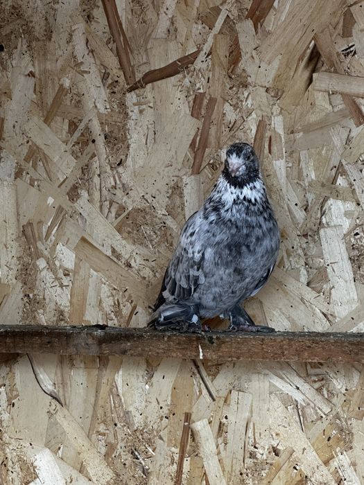 Продам лёт игра голуби