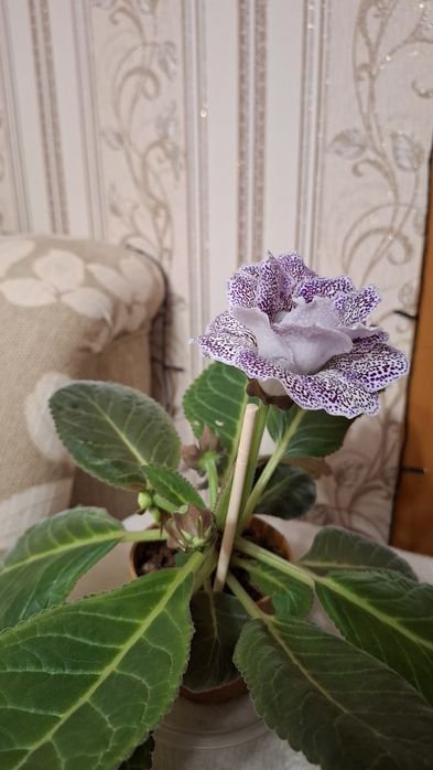 Глоксиния махровая