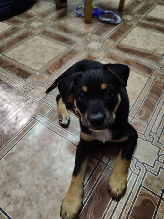 Щенок в ответственные руки