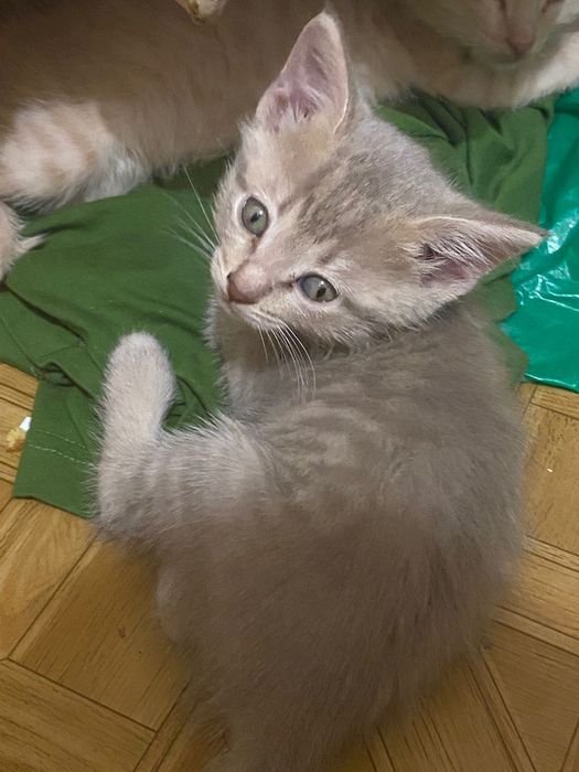 Вислоухие котята