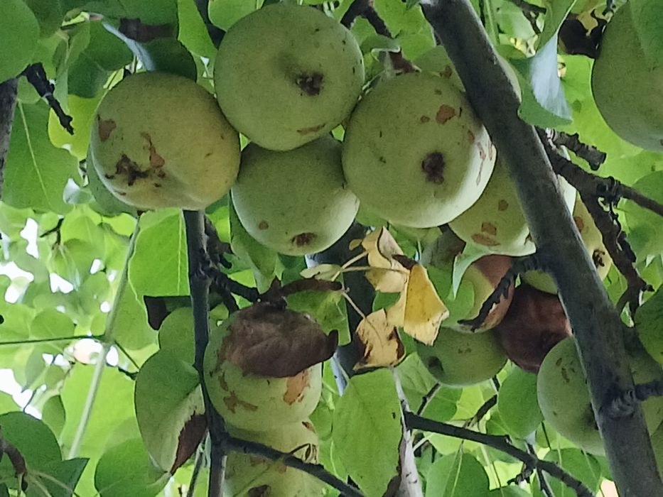 Продам дачу на Бобровке.