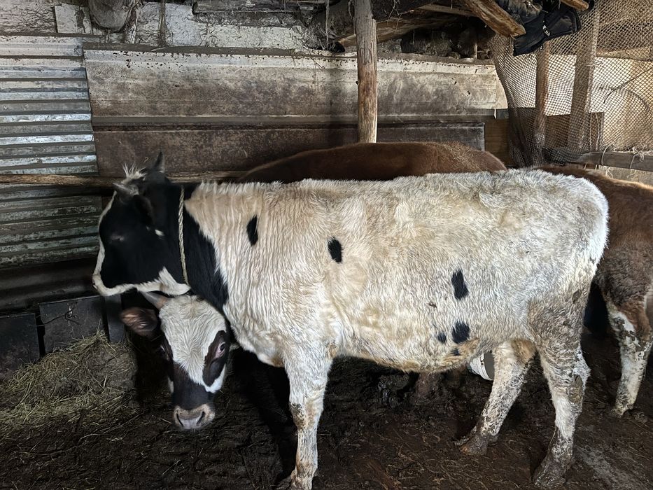 Продам Бычков 1.5года