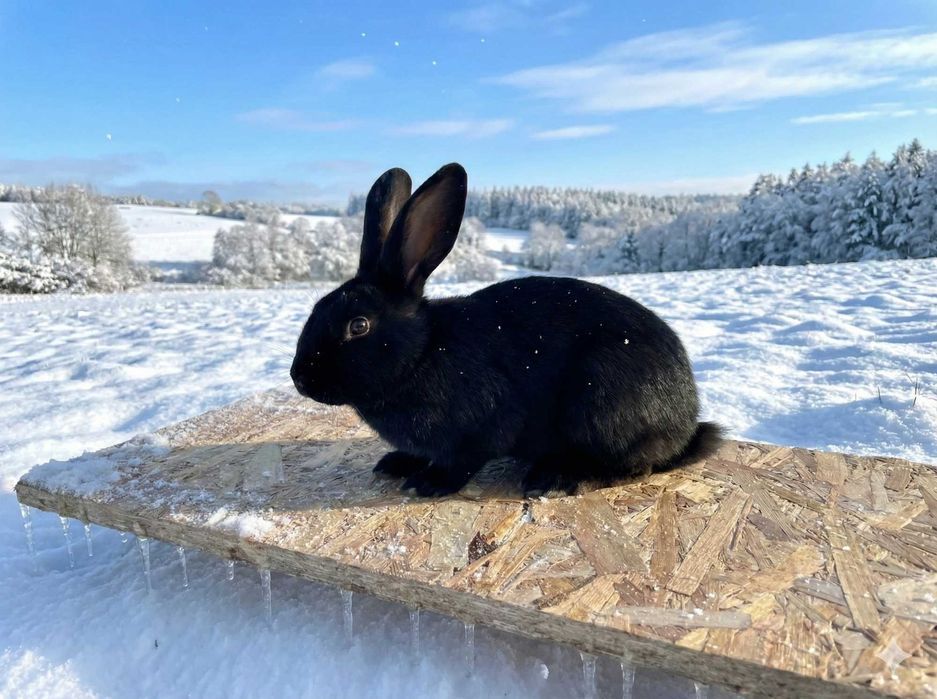 Vând URGENT Iepuri de Casă (Metiși) – Livrare în Timișoara