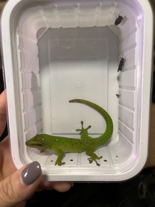 Gecko de zi / Giant Day gecko / Phelsuma grandis