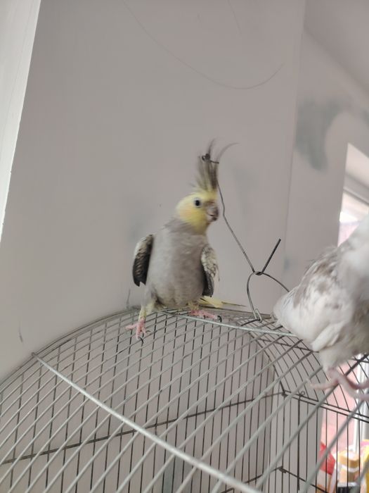 Папагал Корела , продавам