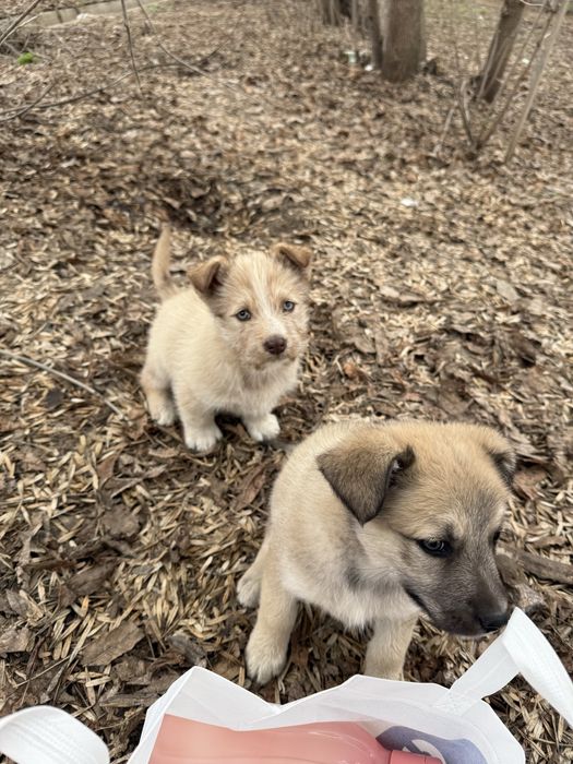 Щенята в добрые руки