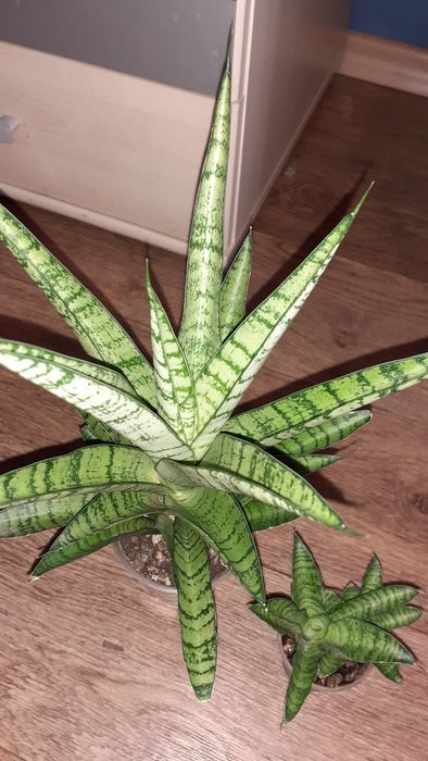 Сансевиерия Санса  Цветы в Алматы