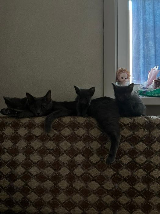 Отдам в хорошие руки