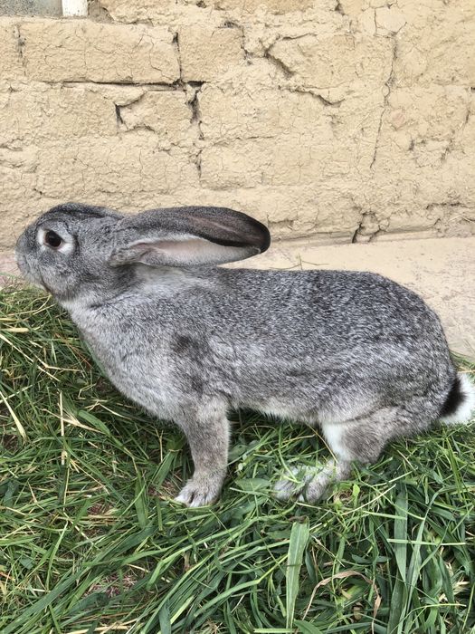 Продаются кролики