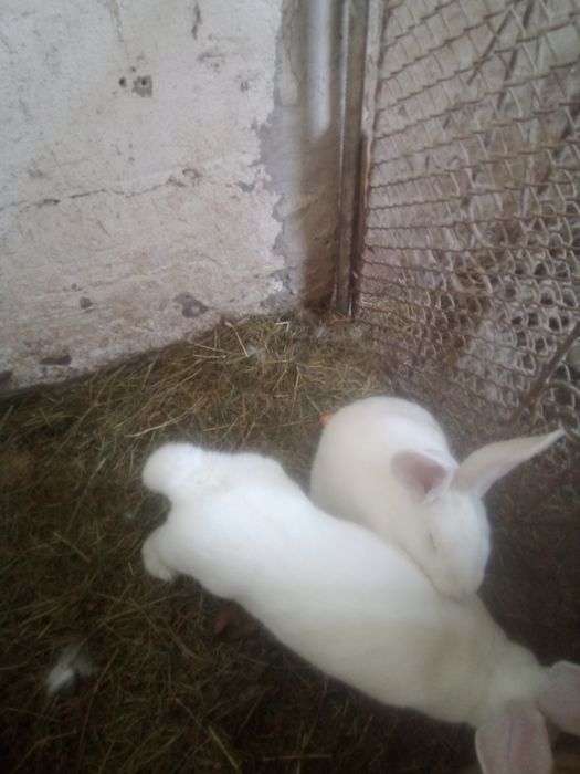 Vând două iepuroaice